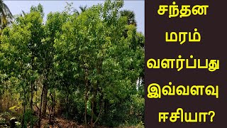 சந்தனமரம் வளர்ப்பது இவ்வளவு ஈசியா? Easy sandal tree farming in tamilnadu Part 1