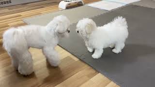 MALTESE PUPPIES MEET FOR THE FIRST TIME AND BECOME BEST FRIENDS ❤️