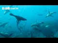 Hidden Camera Reveals Unseen Seal Behaviour | Animals With Cameras | BBC Earth