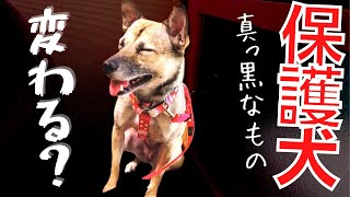 【元保護犬】真っ黒になったアレが！？気になる犬の兄妹が可愛すぎたｗ