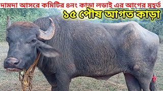 দামদা আসরে কমিটির ৪নং কাড়া লড়াই এর জন্য ছোটপোট করছে।।