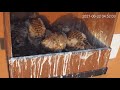 閲覧注意 チョウゲンボウの末っ子奮闘記10 kestrel youngest chick story 2021 06 19 22　巣の中の奪い合いが活発、ミニは奪取の名人