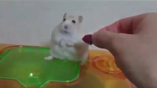 Hamster Vietnam flashback [Funny Animals]