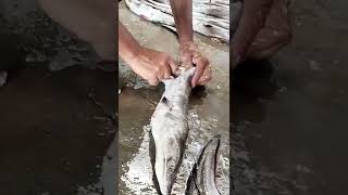 Vam Fish cutting#youtubeshorts #vam