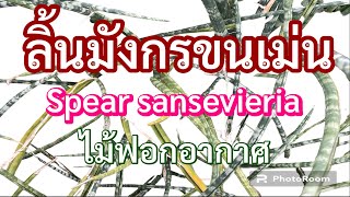 ลิ้นมังกรขนเม่นไม้ฟอกอากาศ