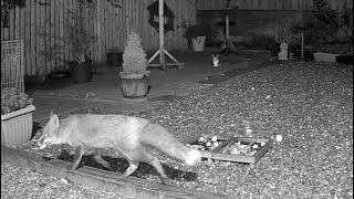 Pippin the cat keeping a close eye on Mabel the fox, making sure she doesn’t outstay her welcome 😂