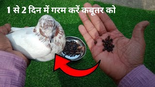 कबूतर को मस्ती में कैसे लाए 1 दिन में गरम करें कबूतर को/ How to bring pigeon in fun, heat the pigeon