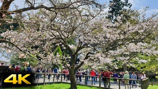 2020 0317 阿里山櫻花季踏青 (4K)