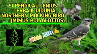 PENGICAU HANDAL JENIUS NORTHERN MOCKING BIRD COCOK BUAT MASTERAN SUARA JENIH