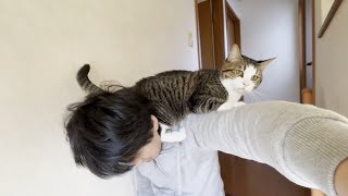 朝からお父さんにゴリゴリに甘える猫