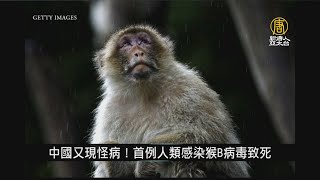 中國又現怪病！首例人類感染猴B病毒致死｜中國一分鐘