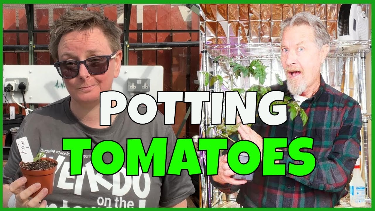 Potting Up Tomatoes Youtube