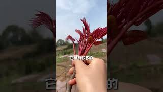 这你敢信 我们吃的菜居然有毒 #我的小菜园 #三农 #挖野菜 #蔬菜 #gardentips