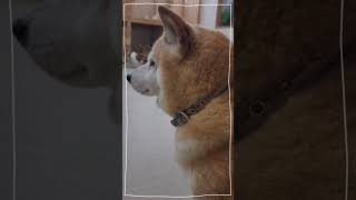 【老犬介護ホームメロー】今日のわんこ🐾