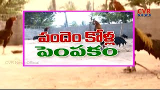 పందెం కోళ్ల  పెంపకం : Pandem Kolla Pempakam in West Godavari District | Raithe Raju | CVR News