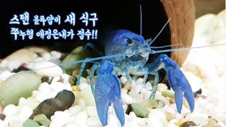 [가재키우기] 파란가재 고정발색 스탠다드 블루얍비 새식구 택배도착!! 앗~ 미즈지렁도??