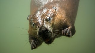 Scientists Document Oregon Beavers In Saltwater