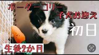 【ボーダーコリー】生後2か月の仔犬がやってきた！