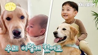 아기랑 같이 수영하는 강아지 리트리버(돌아온 믿고 보는 조합)ㅣRetriever Swimming With A Baby (Can’t Resist This Duo)