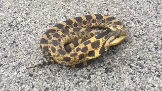 Hognose Snake in the Oak Openings