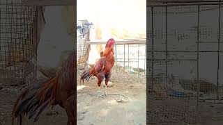 பொன்றம் நிறம் சேவல் #rooster #brand #tamil