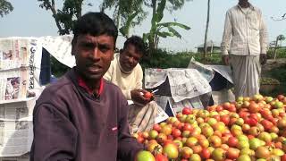 Tomato farmers counting losses due to political instability, Bogra, 2015