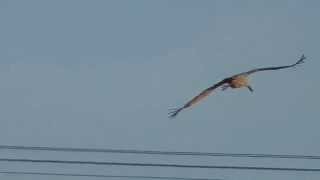 Kranich beim Landen - Landing crane