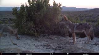 Pete Petry Coyote Trapping