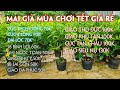 Ngày 19/10. 10 Loại Mai Ghép 2-3 Mùa Chơi Tết Giá Rẻ, Cây Đẹp Sung Tốt.☎Út 0353777111