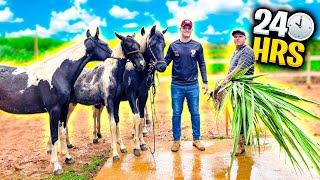 24 HORAS TRATANDO da TROPA de CAVALOS