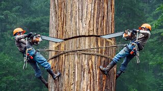 DANGEROUS CHAINSAW FELLING OF TREES AND THE SKILLS OF THE FASTEST LUMBERJACKS