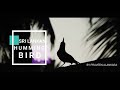 Sri Lankan hummingBird [ Cinematic Look ] -පැණි කුරුල්ලා