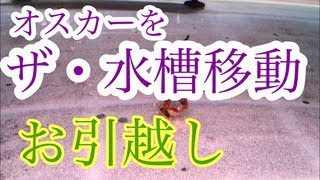 コロンビア産 ワイルドオスカー成長記録＃８