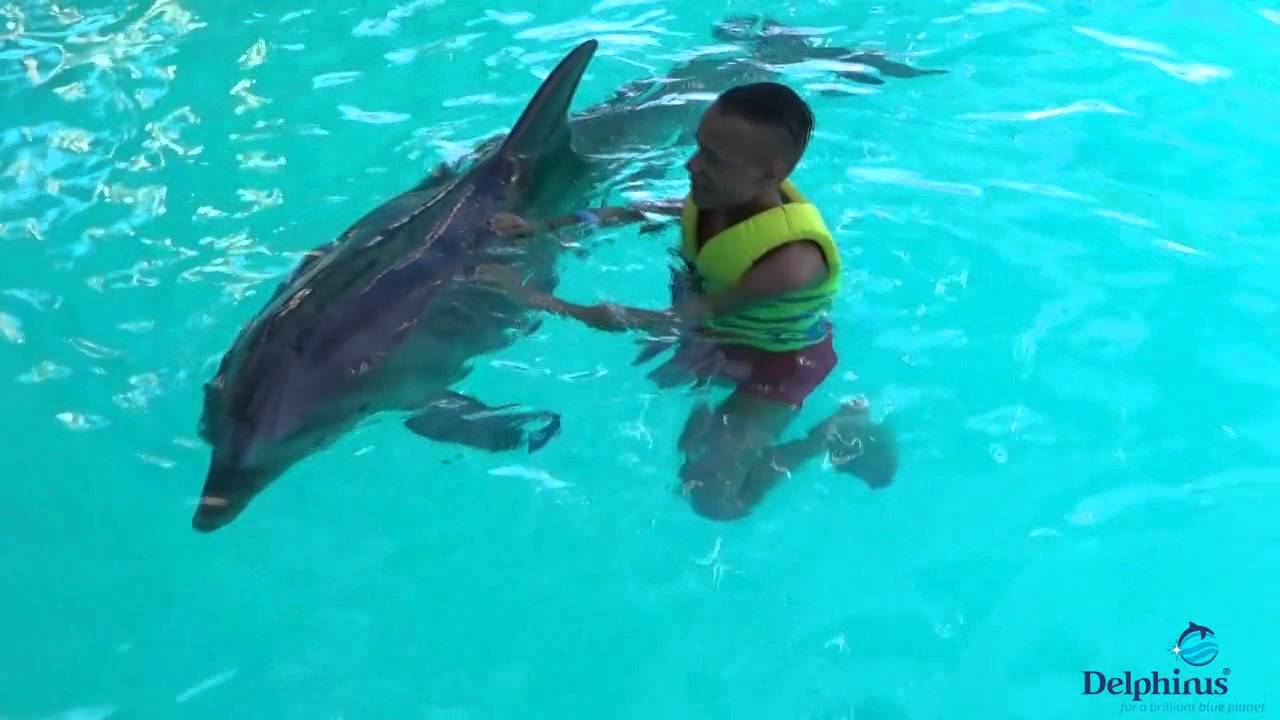 Swimming With Dolphins- Aquarium Delphinus Cancun Mexico - YouTube