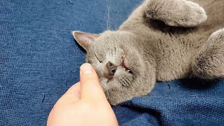 【猫動画】お腹いっぱいになったらへそ天で寝るロシアンブルー【russianbule】Russian blue sleeping on its back