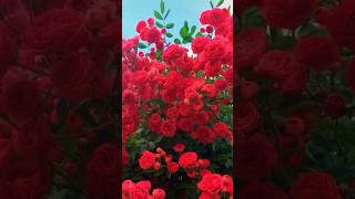 Lovely Red Roses🌹#short#shortvideo# rosesflower#roses#shorts