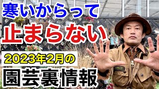 【知らなかった】2023年2月　最も買いなポイント教えます　【園芸裏情報】【カーメン君】