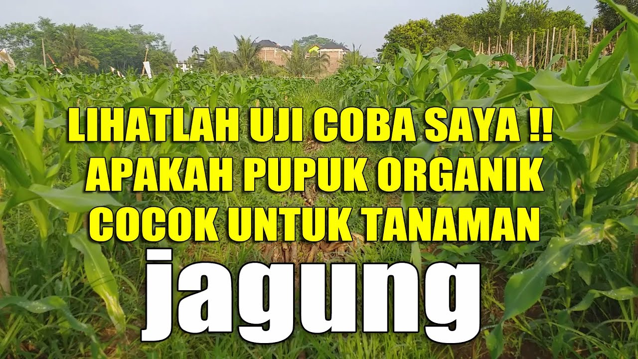 PENGARUH PUPUK ORGANIK TERHADAP PERTUMBUHAN TANAMAN JAGUNG - YouTube