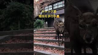 ジャック君が出て来た‼️奈良公園で人気のオス鹿。　#shorts   #奈良の鹿  #奈良公園　#deer  #narapark