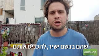 כיצד להגן על הצמחים מפני הגשם? | נובמבר 2020