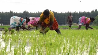 Inside India Village Life in Southern India | The Role of Women in Agriculture  | Rural Village