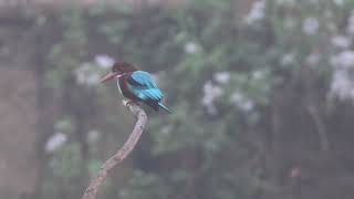 White-throated Kingfisher - นกกระเต็นอกขาว | Birding in Thailand