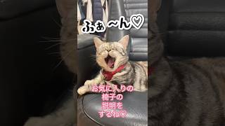 お気に入りの椅子の説明をするも、あくびが止まらない。#shorts #猫 #アメリカンショートヘア #cat #ねこ #アメショのあめちゃん #アメショ #アメショー #あくび