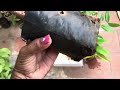 rare variety fruit plants in our garden అరుదైన పండ్ల మొక్కలు ఇప్పుడు మన గార్డెన్లో 🤔🤩🥳