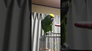 キビタイボウシインコ・ポリネシアちゃんの、「こんにちは」と握手