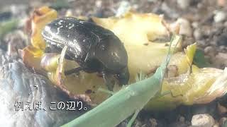 いっしょにパイナップルを食べるシラホシハナムグリとオンブバッタ