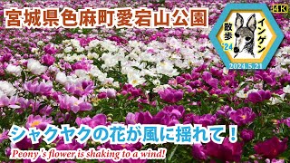 インゲン散歩'24 宮城県色麻町愛宕山公園4K　シャクヤクの花が風に揺れて！　2024.5.21(Peony's flower is shaking to a wind!)