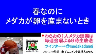 春なのに寒くて卵が採れないとき 滋賀県のメダカ販売店 めだか藁屋 高木正臣