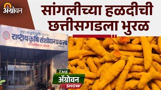 Turmeric Sangli: अत्याधुनिक तंत्रज्ञानाचा वापर करून घेतलं हळदीचं उत्पादन | ॲग्रोवन