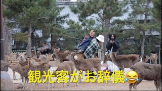 奈良公園では、朝から鹿のおやつタイム。東大寺参道、浮雲園地で外国人観光客に群がるシカ部メンバー。🤣🤣🤣